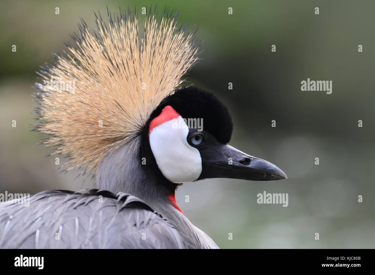 Side View Portrait of a Gray Crowned Crane (Balearica regulorum) Stock Photo