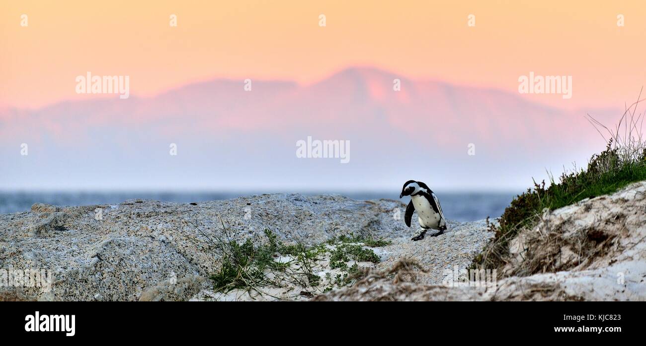 African penguin (spheniscus demersus) The African penguin on the shore in  evening twilight. sunset sky. South Africa. Stock Photo