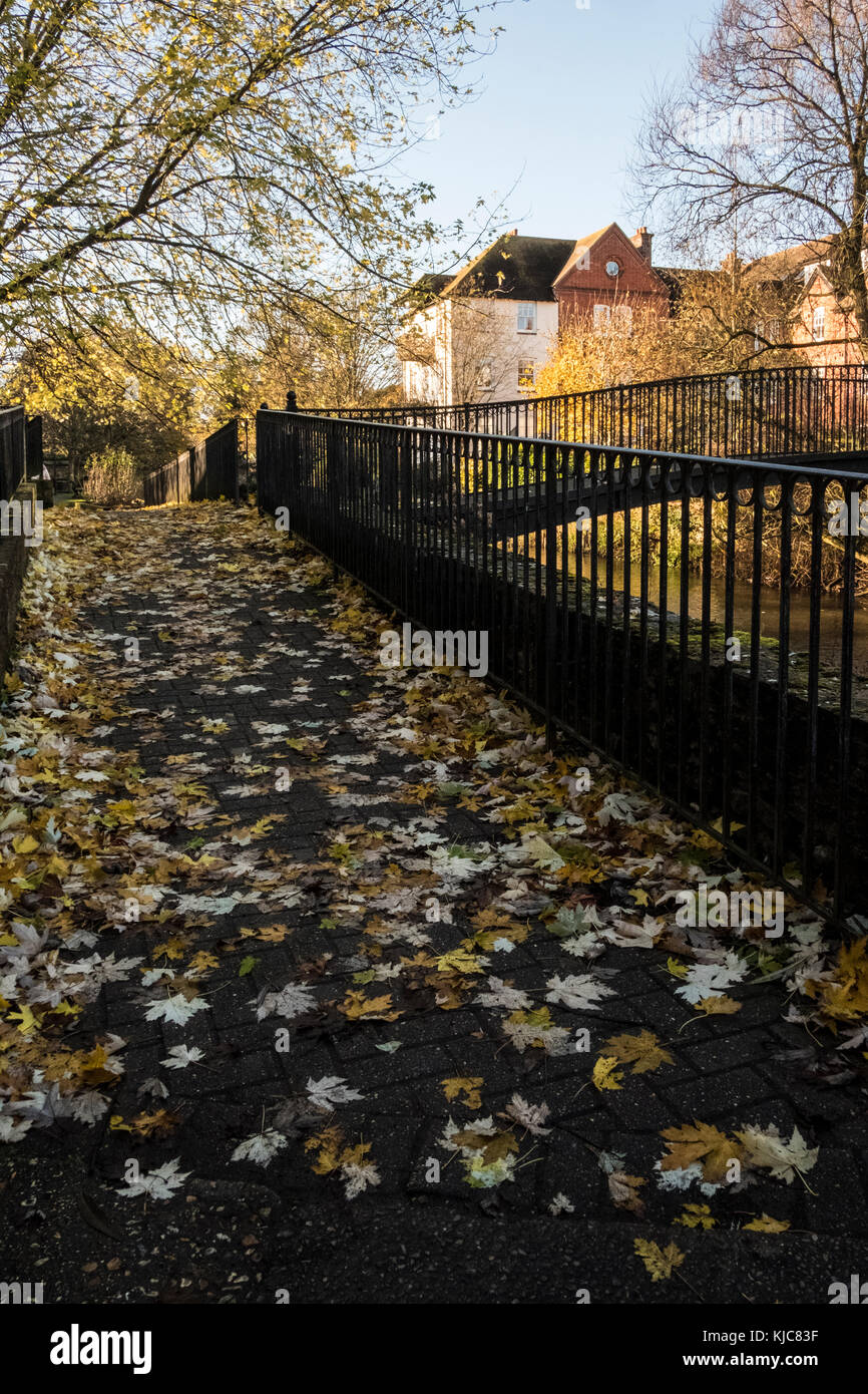 Autumnal Colours on trees and fallen leaves in Salisbury Wiltshire Stock Photo
