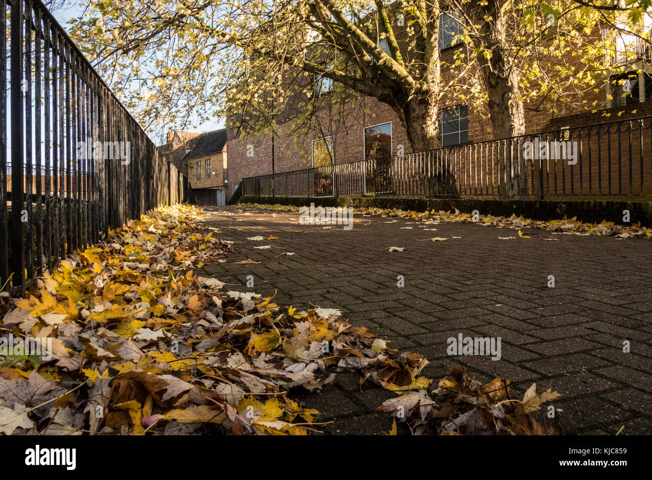 Autumnal Colours on trees and fallen leaves in Salisbury Wiltshire Stock Photo