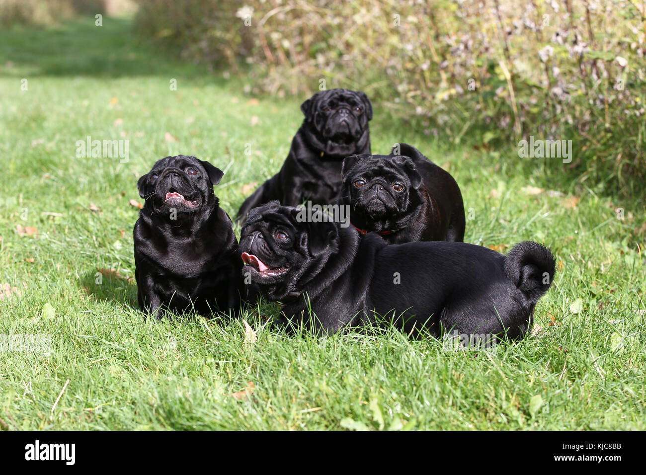 Pug Carlin Mops group of 4 dogs standing and sitting panting on grass together Stock Photo Alamy
