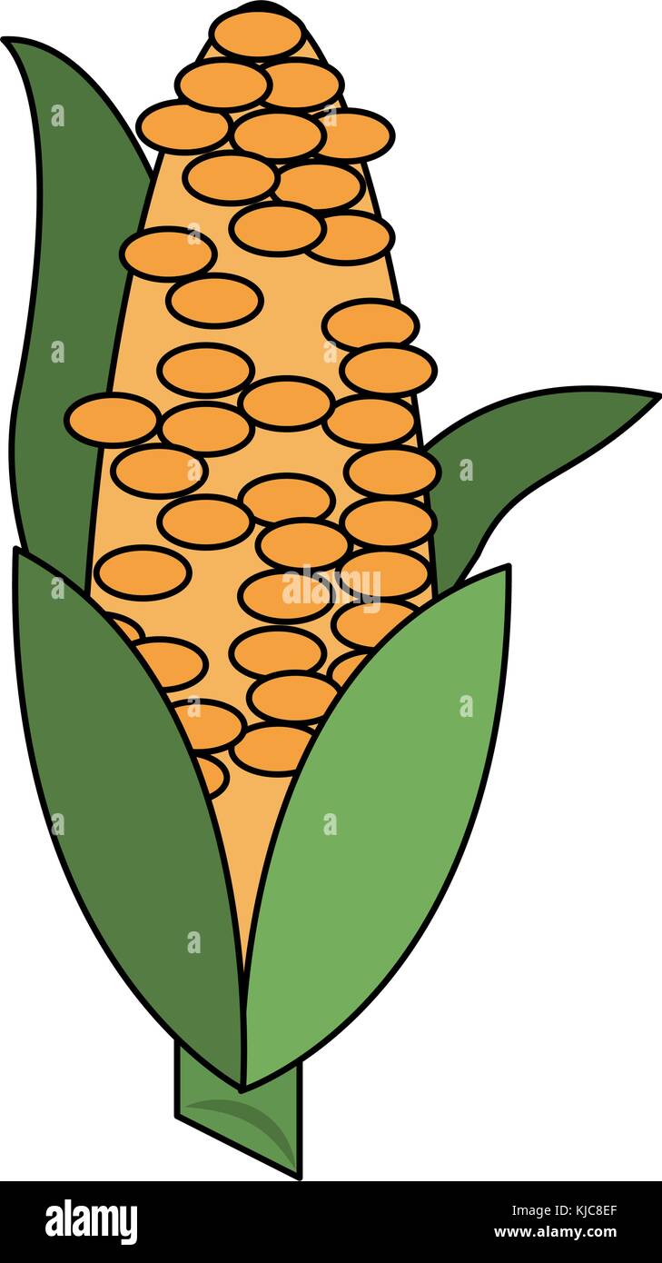 Corn fresh vegetable Stock Vector Image & Art - Alamy