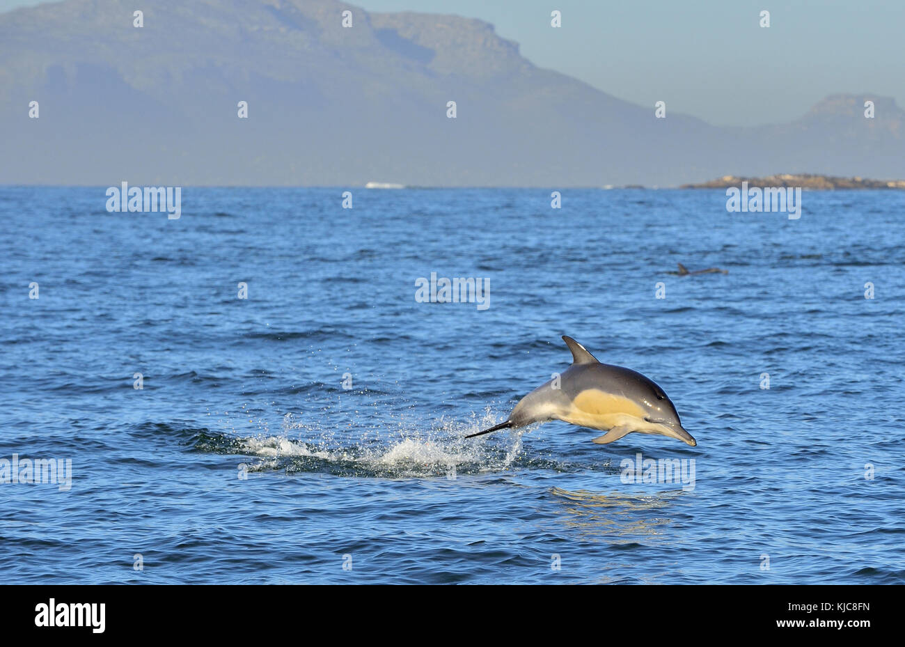 Dolphin, swimming in the ocean and hunting for fish. Dolphin swim and jumping from the water. The Long-beaked common dolphin (scientific name: Delphin Stock Photo