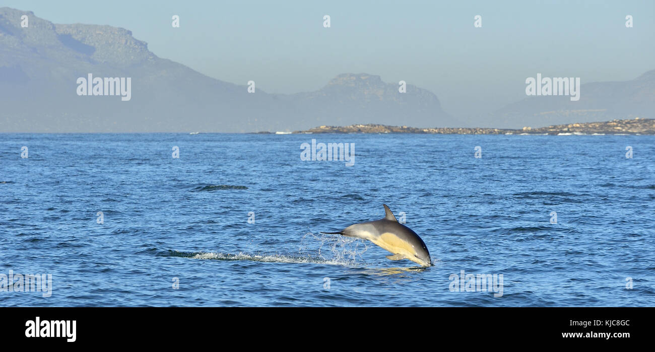 Dolphin, swimming in the ocean and hunting for fish. Dolphin swim and jumping from the water. The Long-beaked common dolphin (scientific name: Delphin Stock Photo