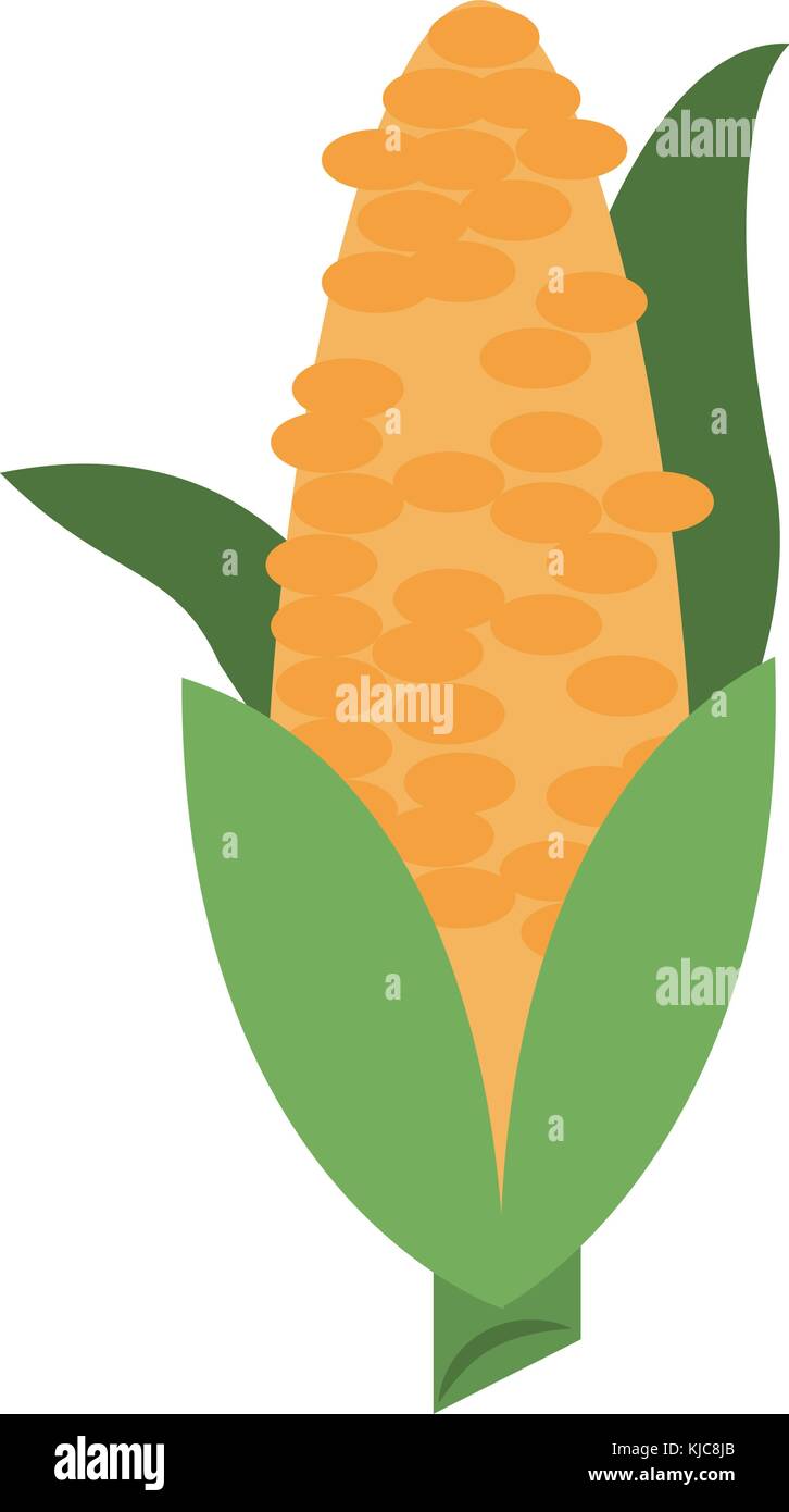 Corn fresh vegetable Stock Vector Image & Art - Alamy