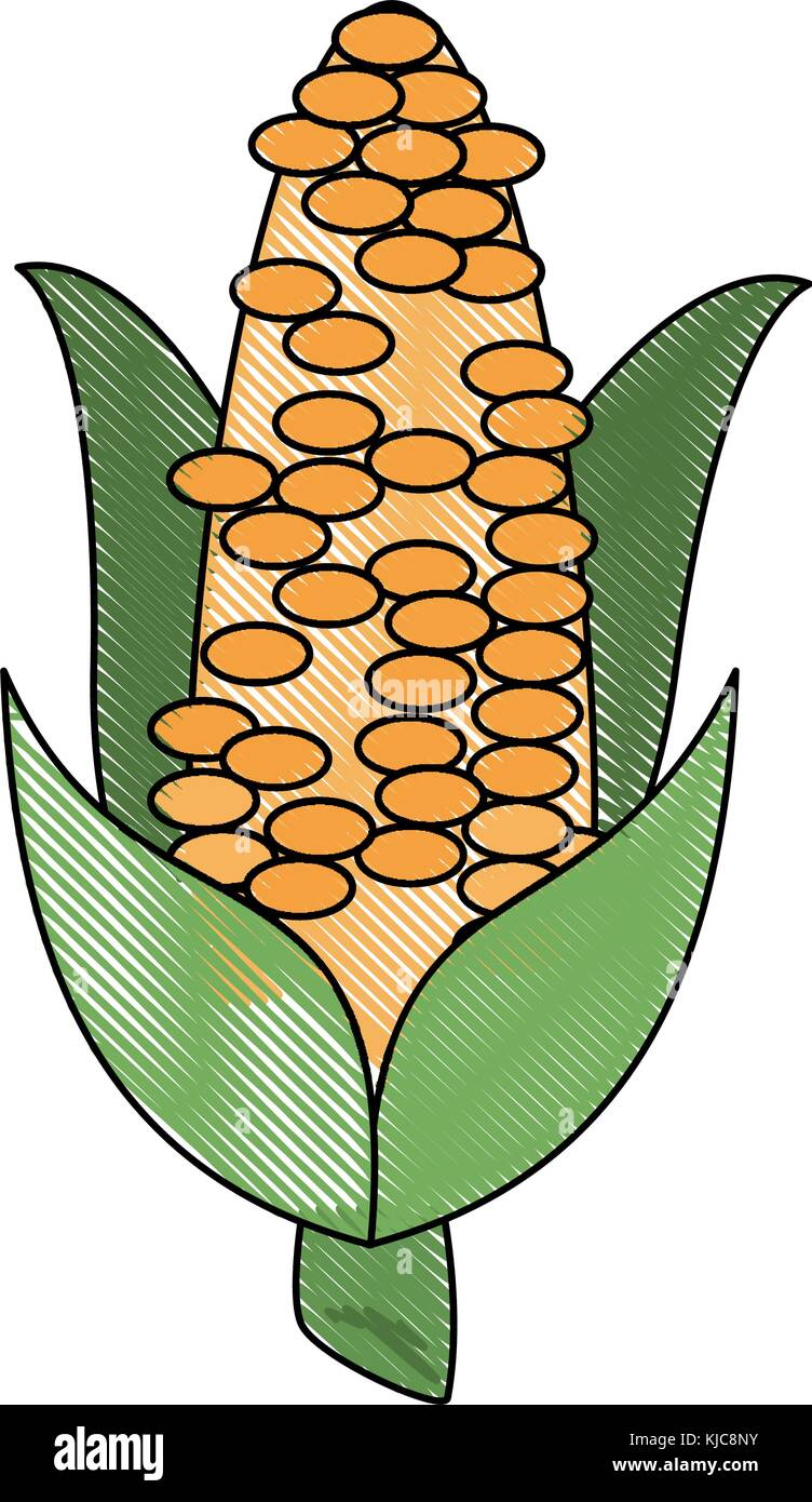 Corn fresh vegetable Stock Vector Image & Art - Alamy
