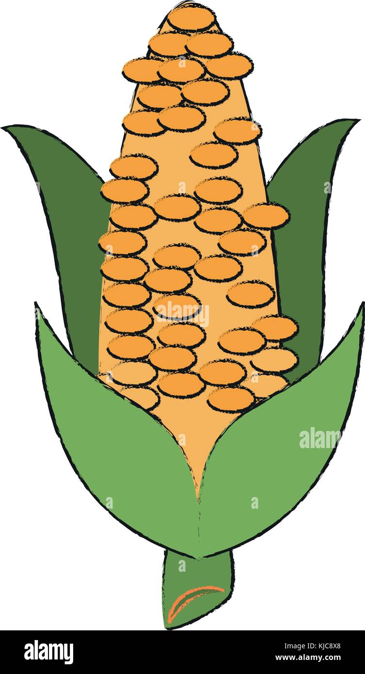 Corn fresh vegetable Stock Vector Image & Art - Alamy