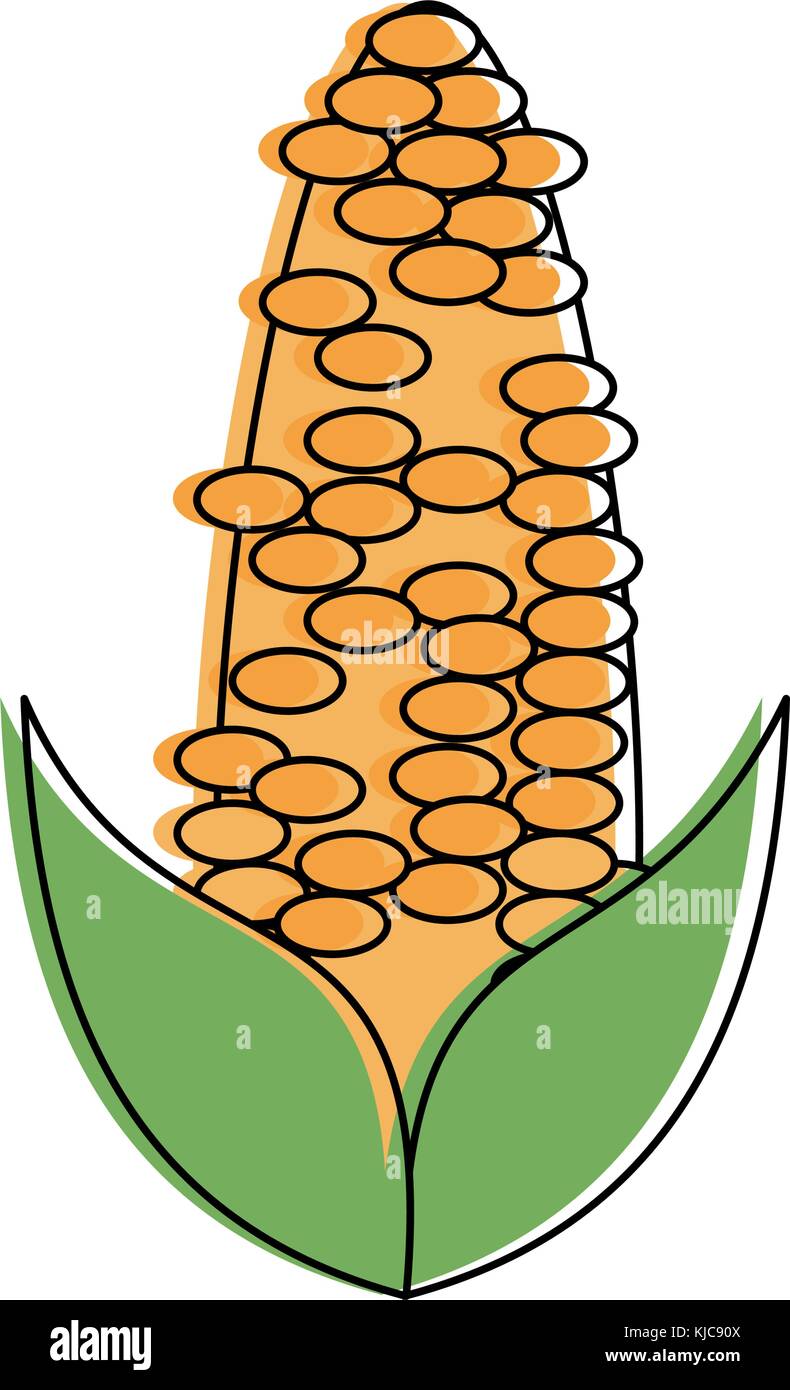 Corn fresh vegetable Stock Vector Image & Art - Alamy