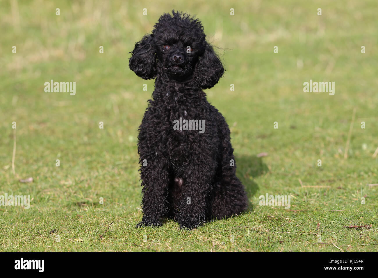 caniche poodle toy