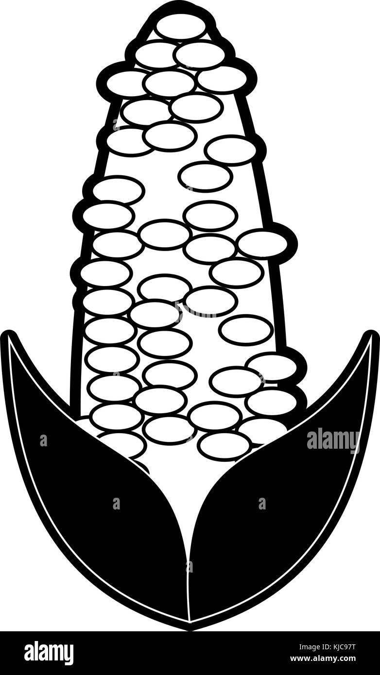 Corn fresh vegetable Stock Vector Image & Art - Alamy