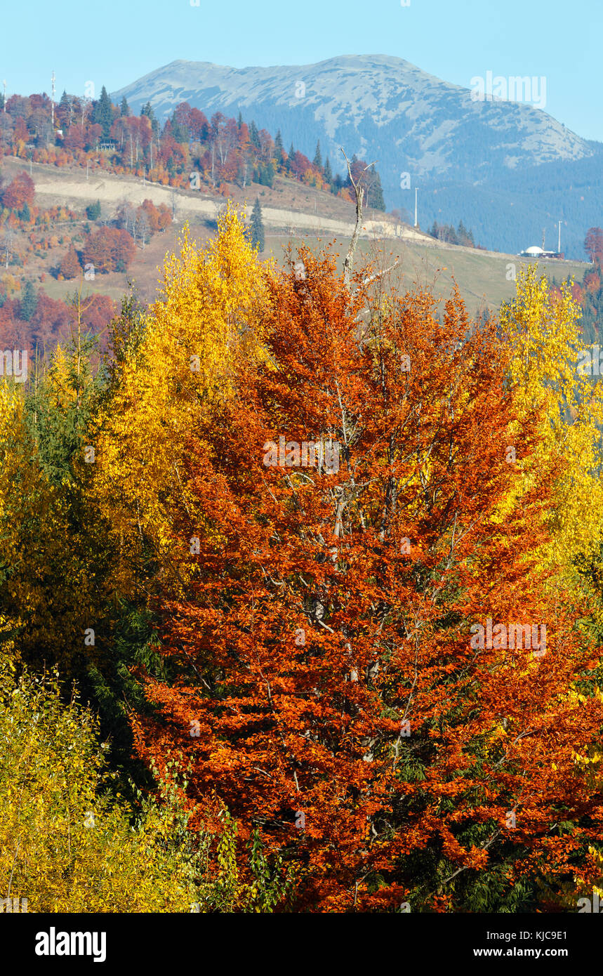 Morning autumn slopes (with colorful trees) of Carpathians (Yablunytskyj Pass, Ivano-Frankivsk oblast, Ukraine). View on Gorgany mountain range. Stock Photo