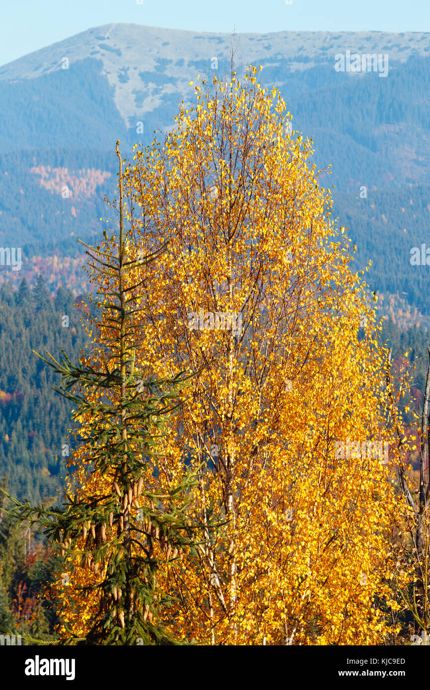 Morning autumn slopes (with birch in front) of Carpathians (Yablunytskyj Pass, Ivano-Frankivsk oblast, Ukraine). View on Gorgany mountain range. Stock Photo