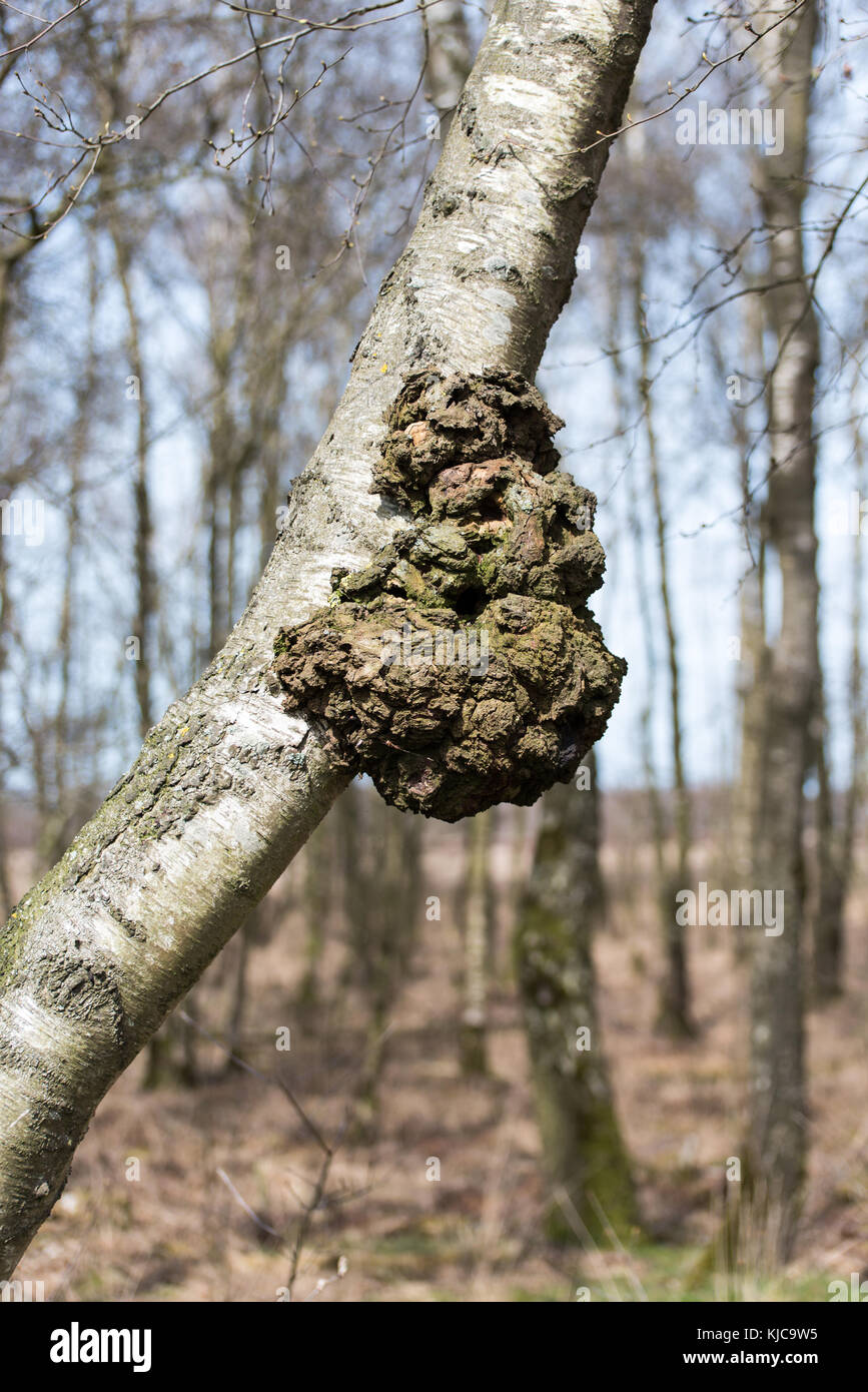 Burl or bur or burr in a birch tree Stock Photo