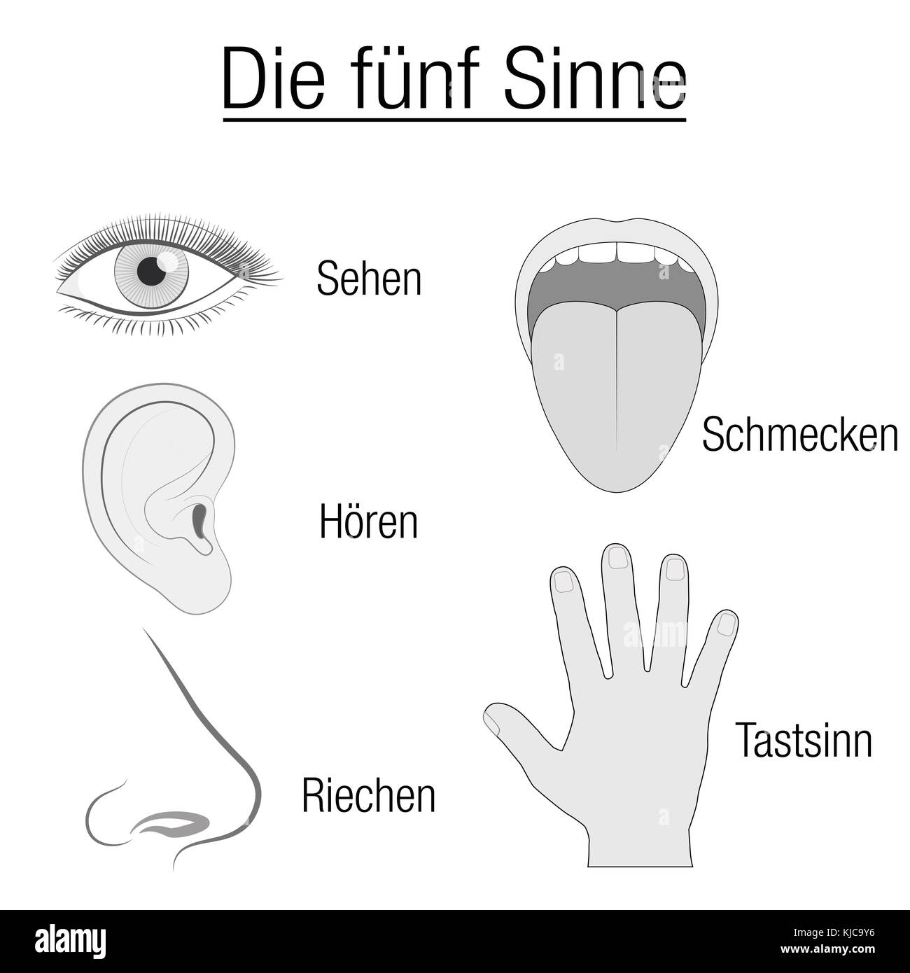 Five senses chart - sensory organs eye, ear, tongue, nose and hand and appropriate designation sight, hearing, taste, smell and touch, GERMAN LANGUAGE Stock Photo