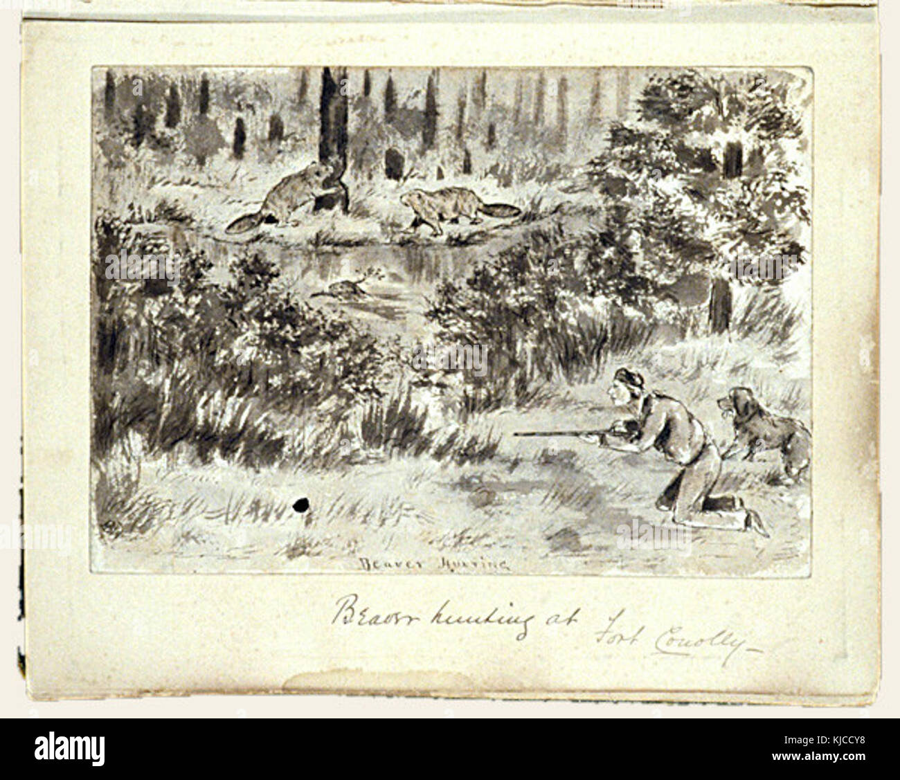 Beaver hunting at Fort Conolly Stock Photo Alamy