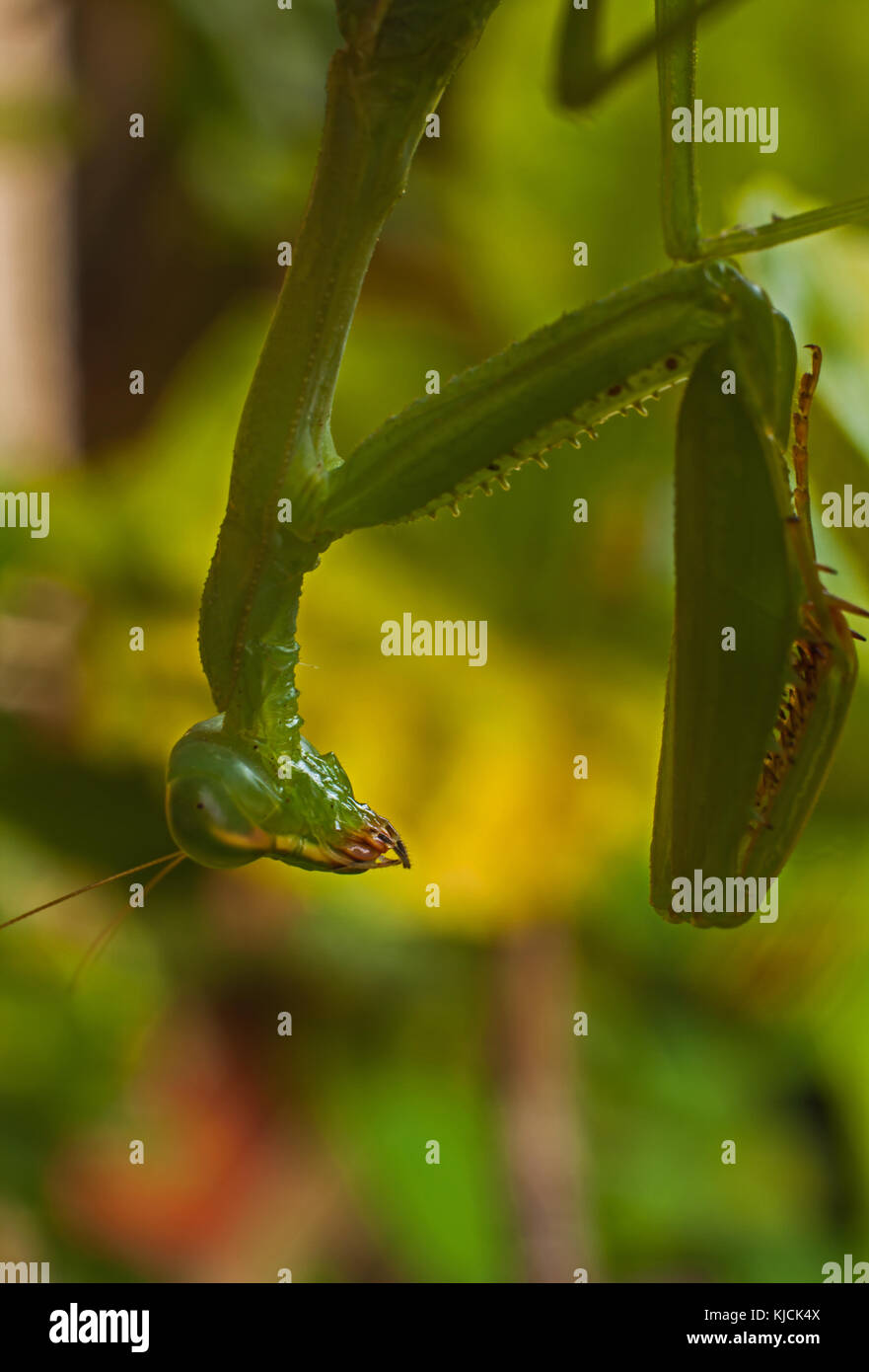 Green Praying Mantis ready to strike it's prey 1 Stock Photo