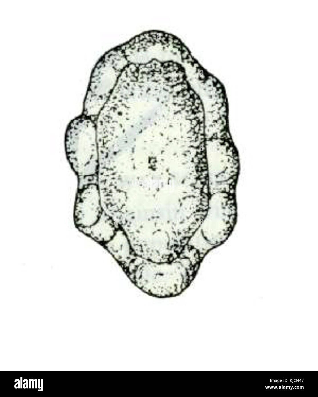 Ceroplastes floridensis from CSIRO Stock Photo