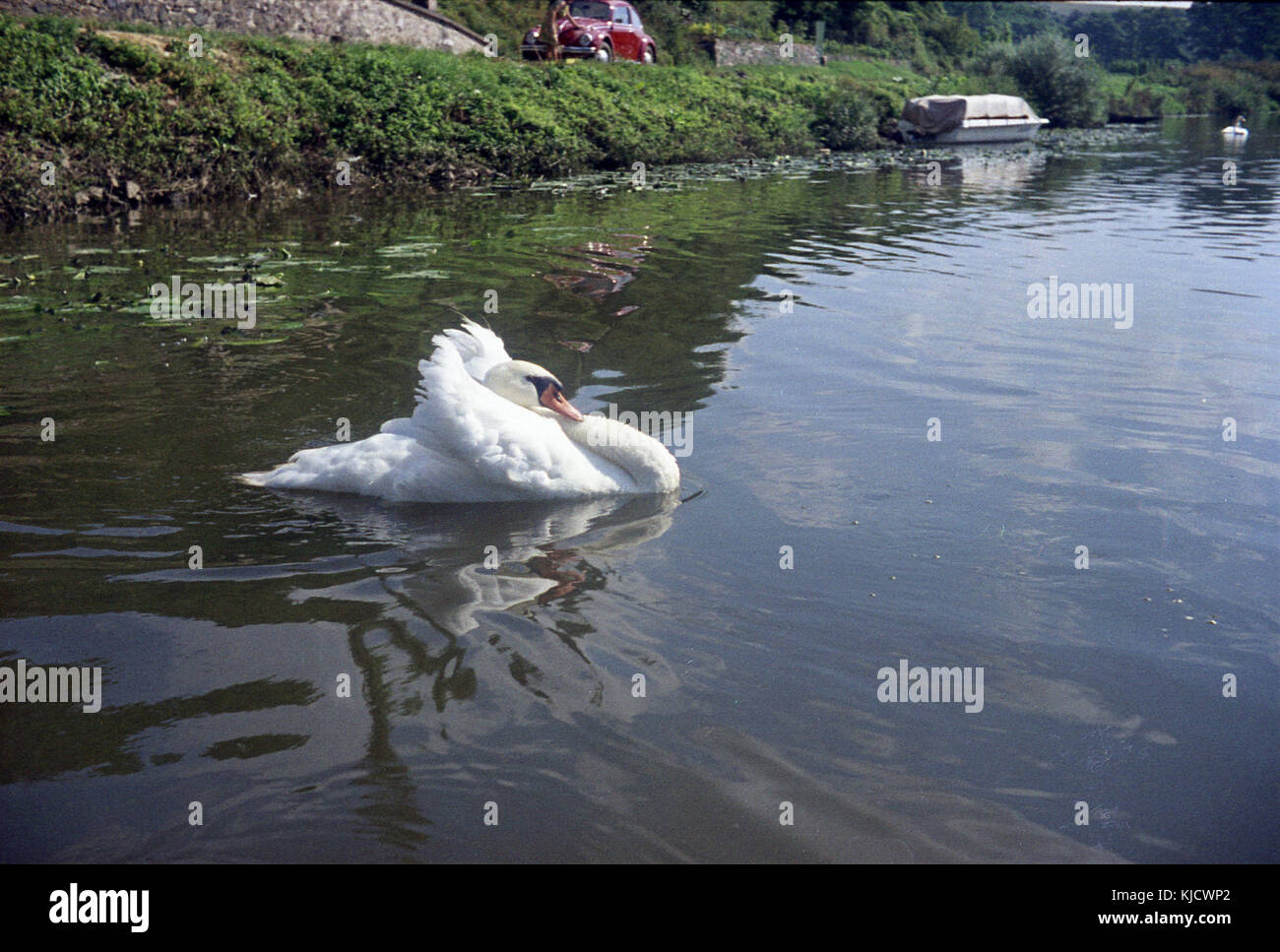 Schwan auf see hi-res stock photography and images - Alamy