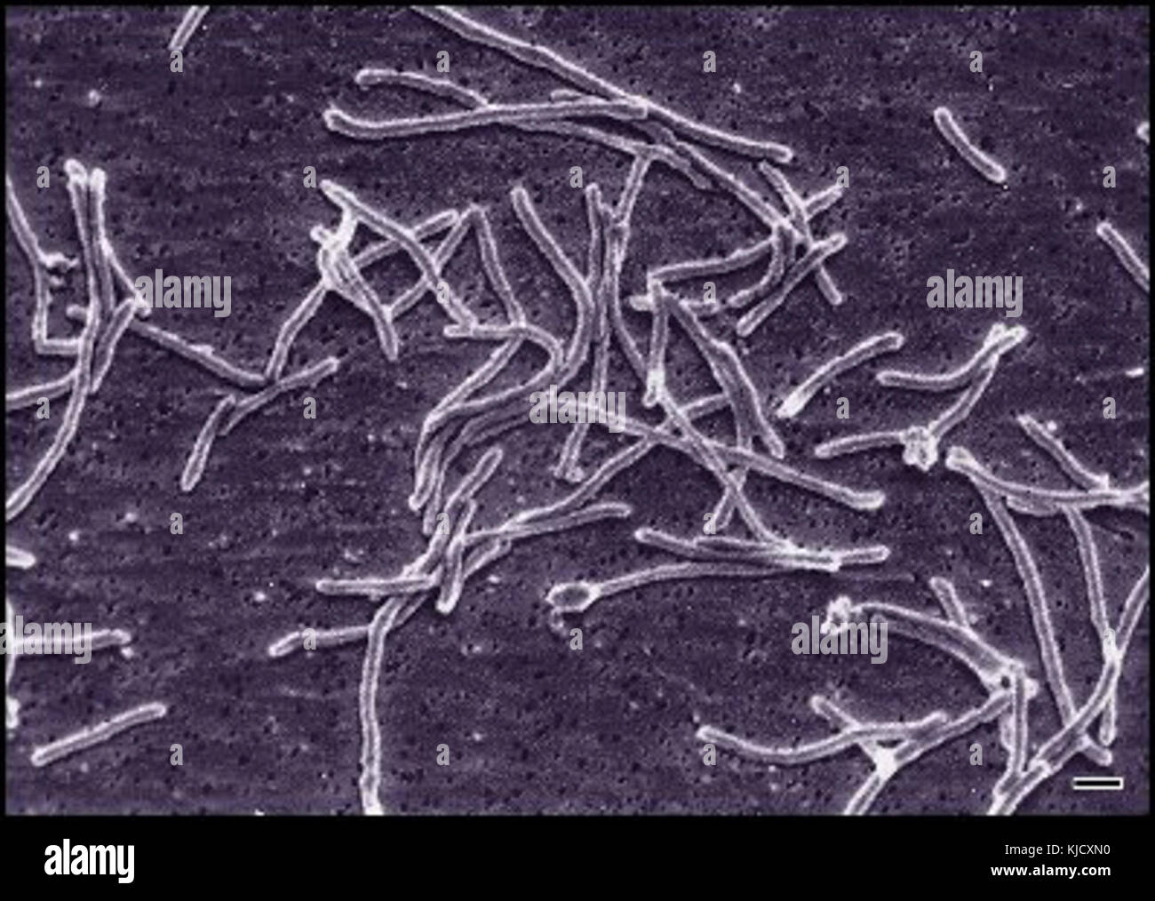 Thermus aquaticus hires stock photography and images Alamy