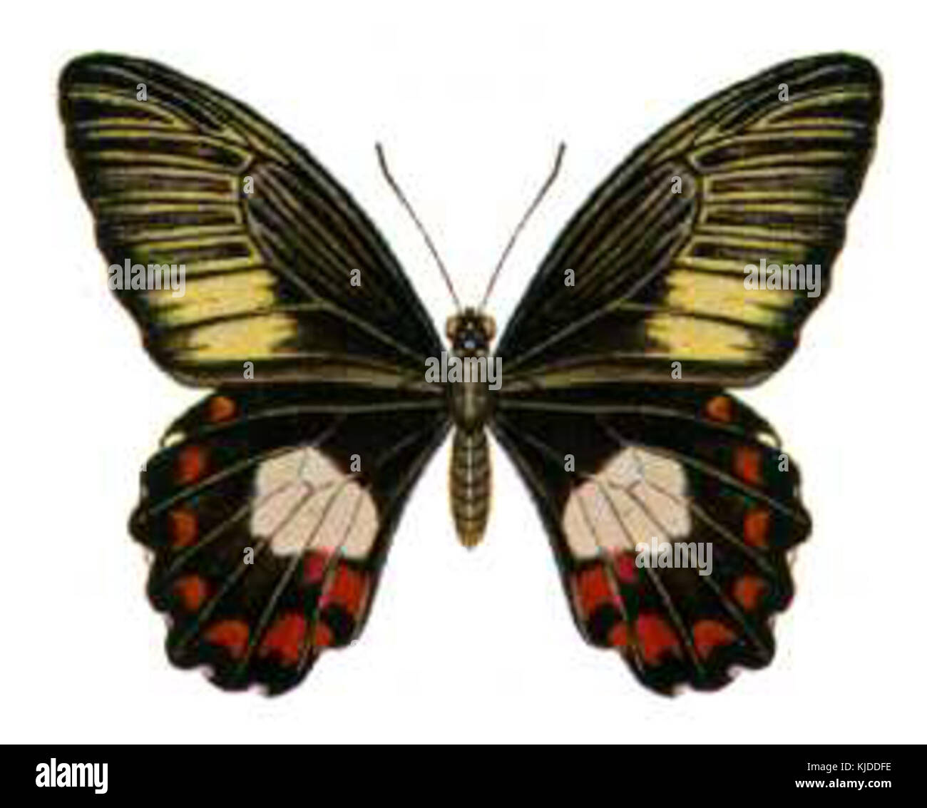Papilio ambrax egipius Stock Photo - Alamy