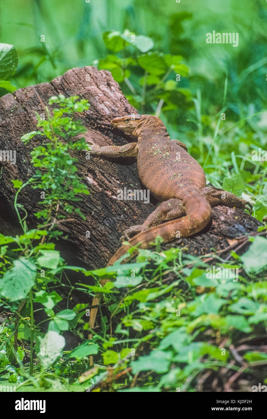 adult Bengal monitor, (Varanus bengalensis) or Common Indian monitor
