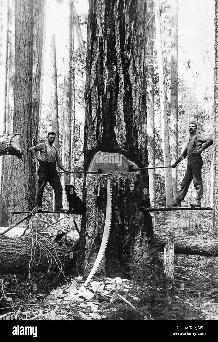 Two men chopping down a large tree BC 1895 Stock Photo