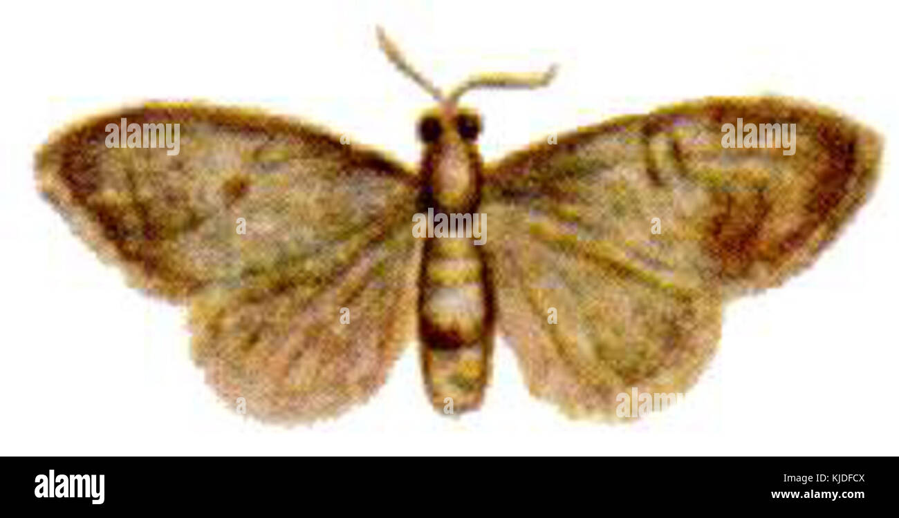 Uraba lugens, also known as the gum tree caterpillar, is an insect ...