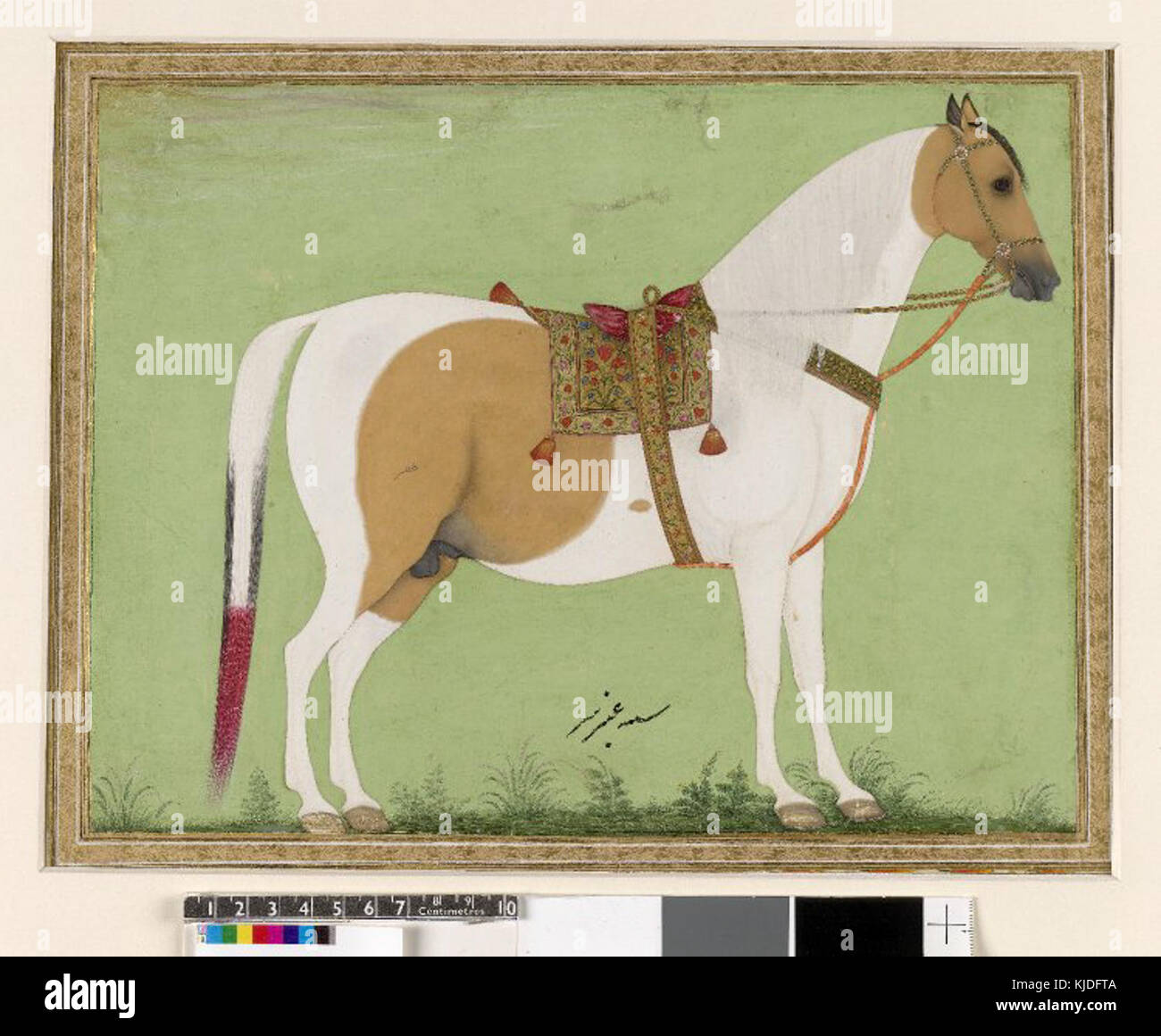 White horse with saddle and bridle Stock Photo Alamy