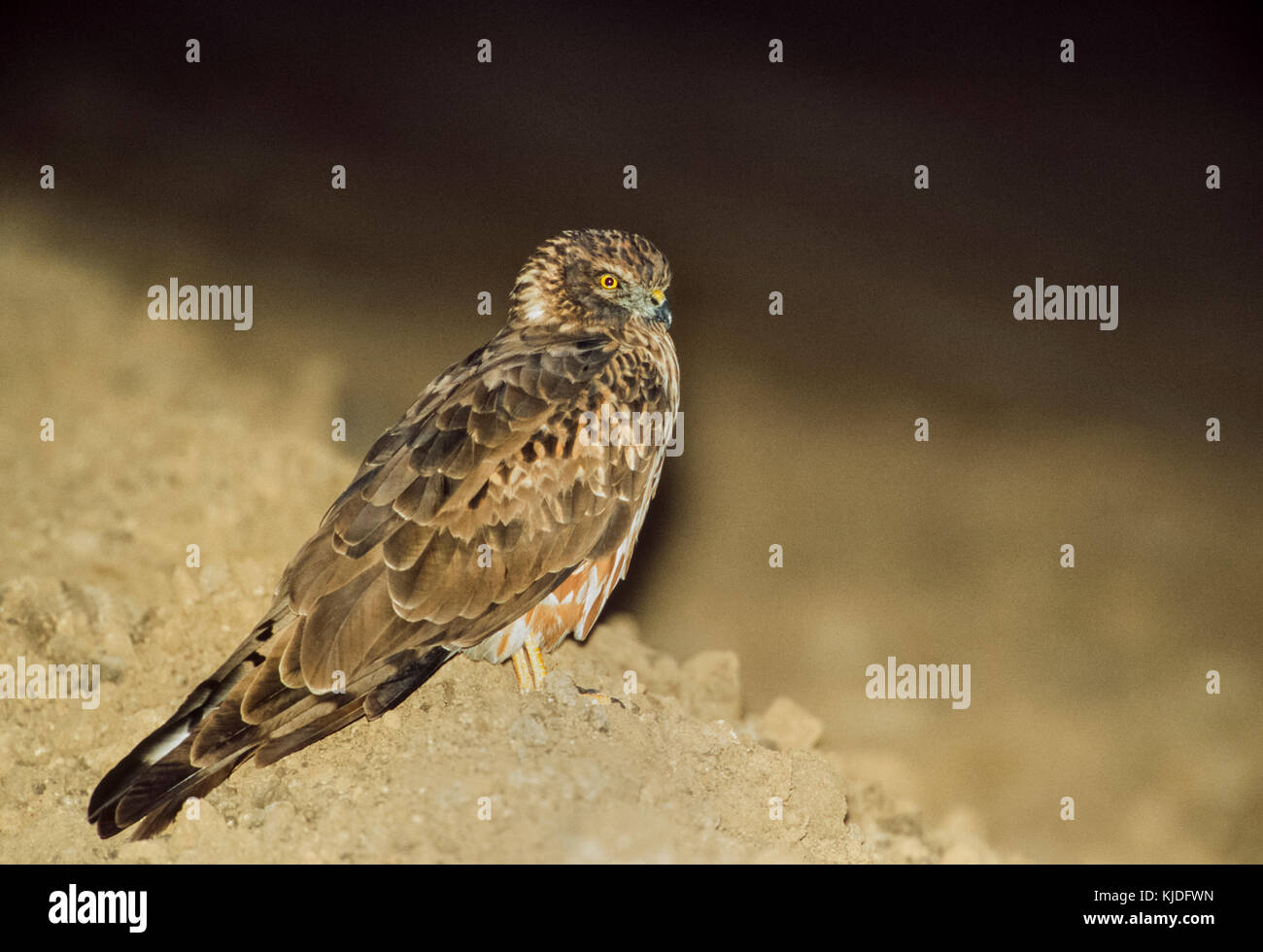 female Pallid Harrier, (Circus macrourus), resting on ground at night time  roosting site, Blackbuck National Park, Gujarat, India Stock Photo