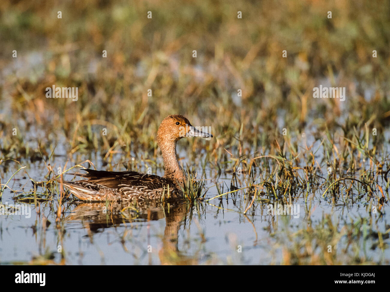 female Common Teal,(Anas crecca), Keoladeo Ghana National Park, Bharatpur, Rajasthan, India Stock Photo