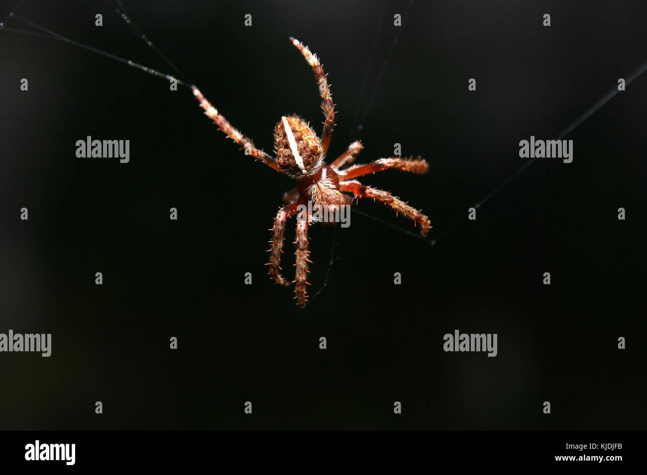 Orb Weaver Spider &lsquo;Eriophora transmarina&rsquo; Stock Photo - Alamy