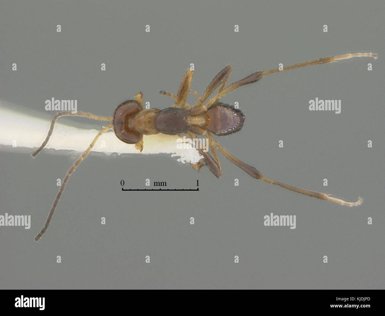 Mashi Insect Masii High Resolution Stock Photography and Images - Alamy