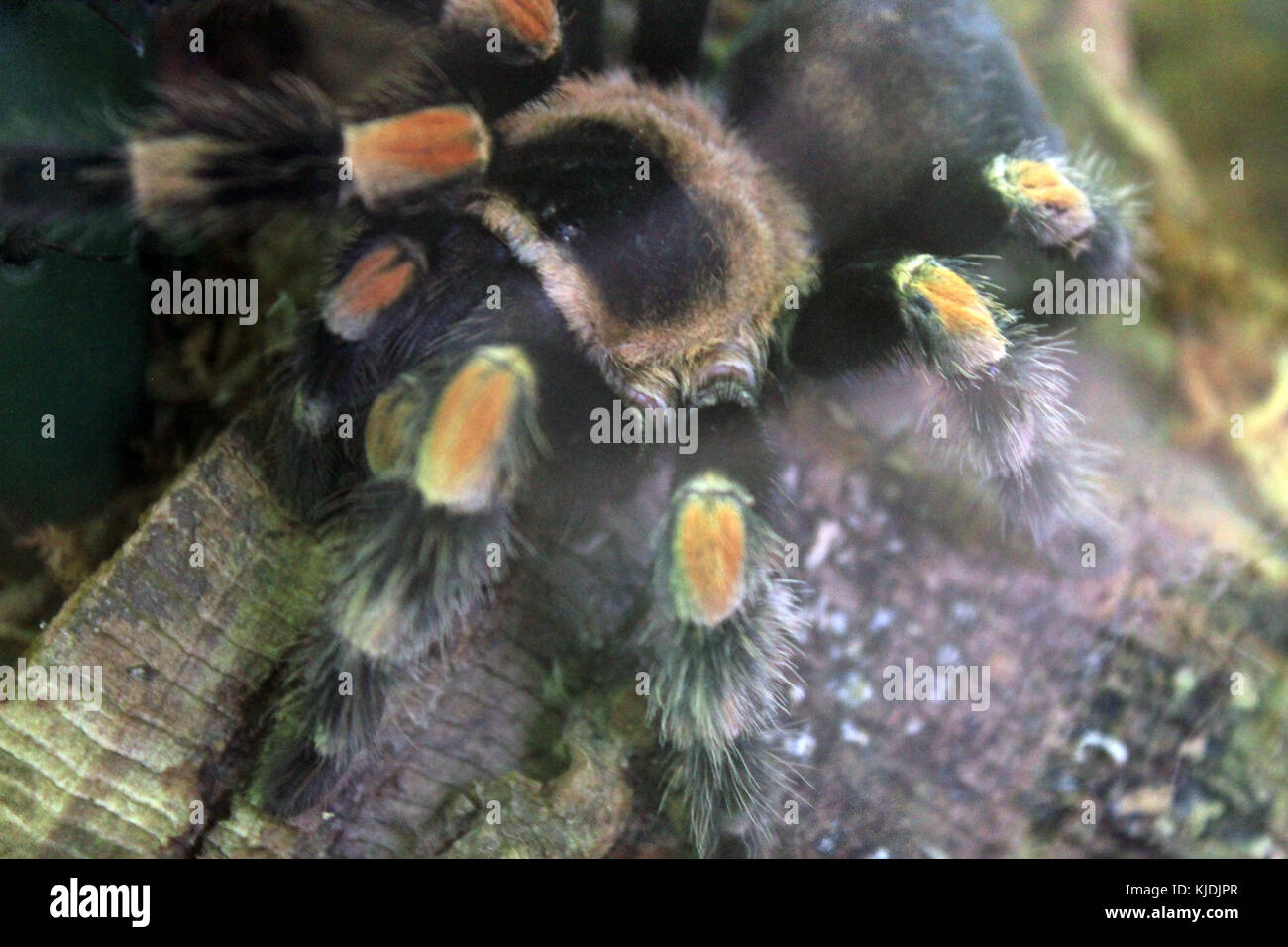 Gfp mexican redknee tarantula Stock Photo