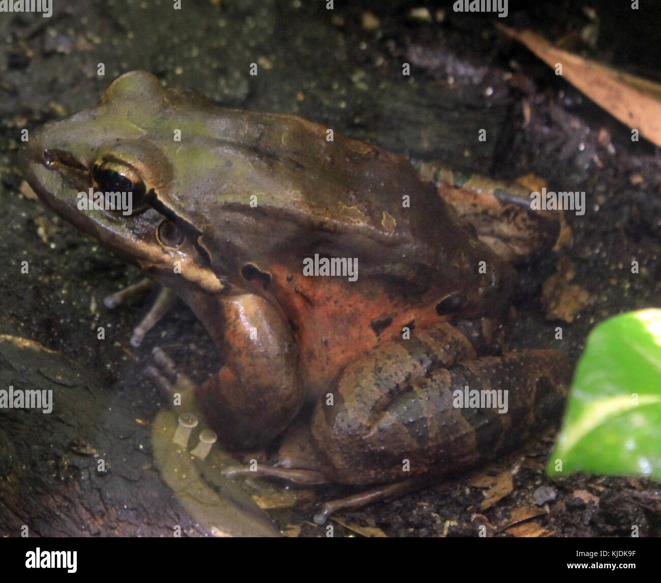 Gfp mountain chicken frog Stock Photo Alamy