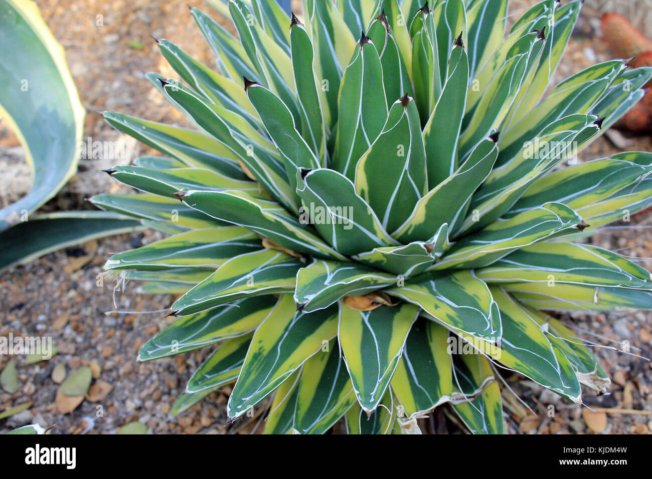Agave syrup with plant hi-res stock photography and images - Alamy