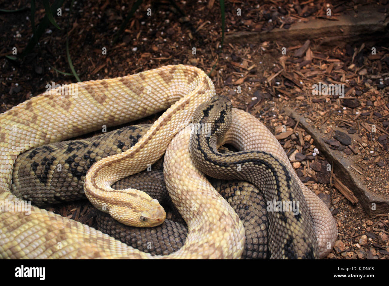 Neotropical rattlesnake hi-res stock photography and images - Alamy