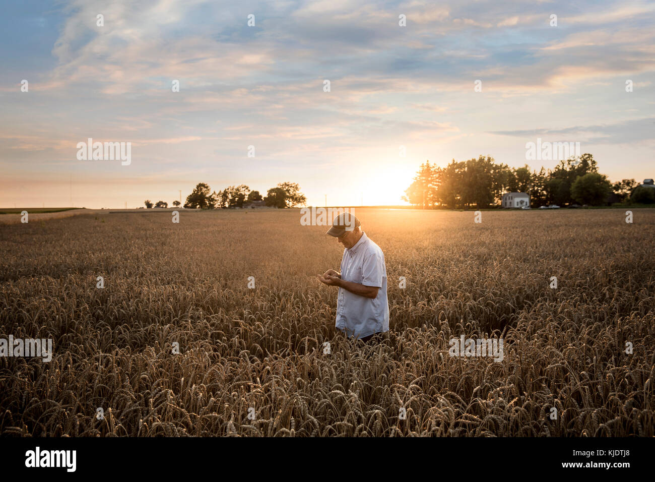 Caucasian man examining wheat in field Stock Photo