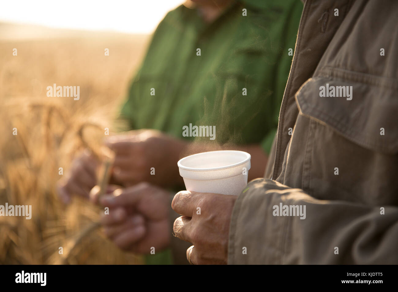 Caucasian men examining wheat Stock Photo
