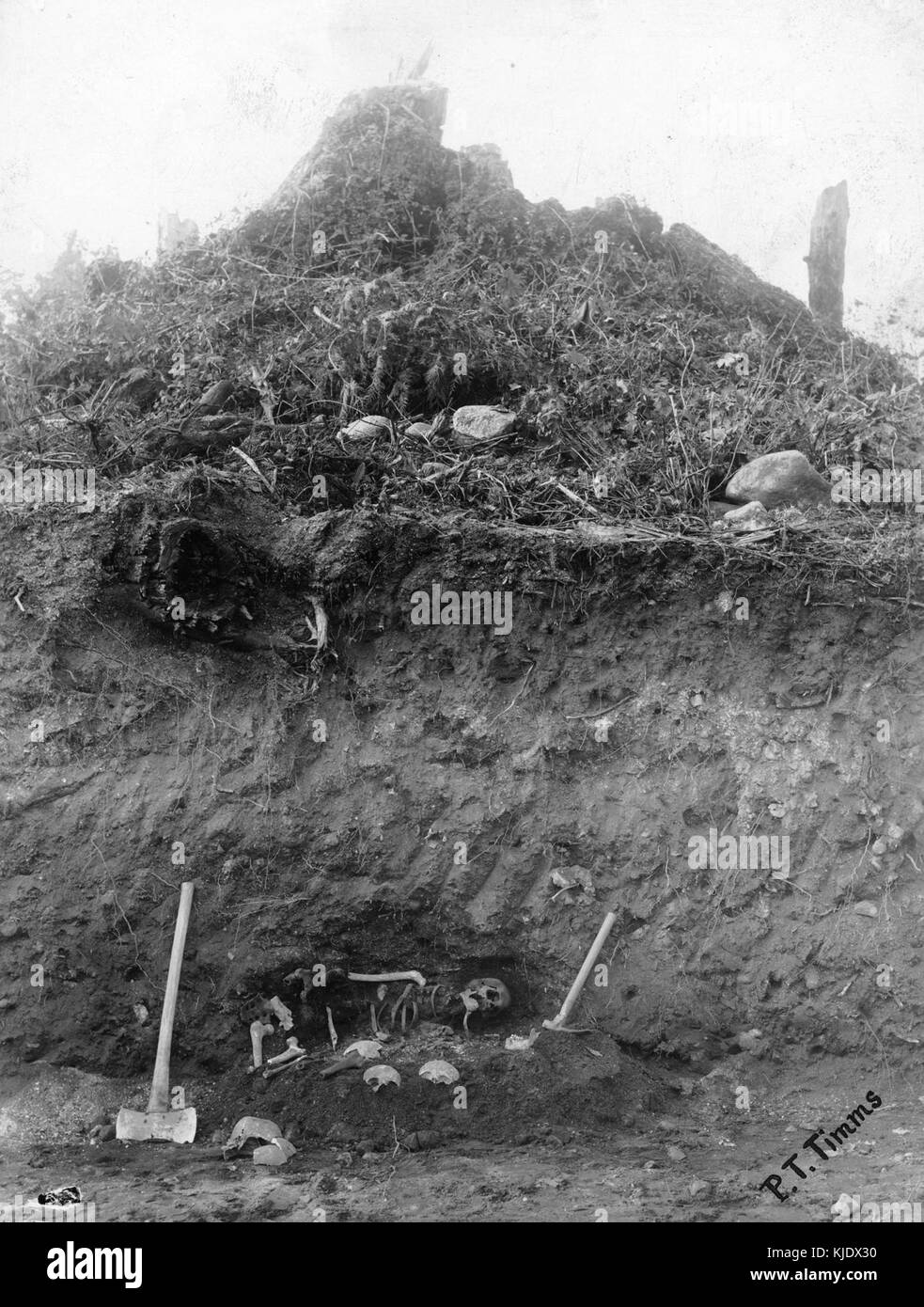 Midden Evidence The Great Fraser Midden, depicted in CVA 677 521, shows evidence of ...
