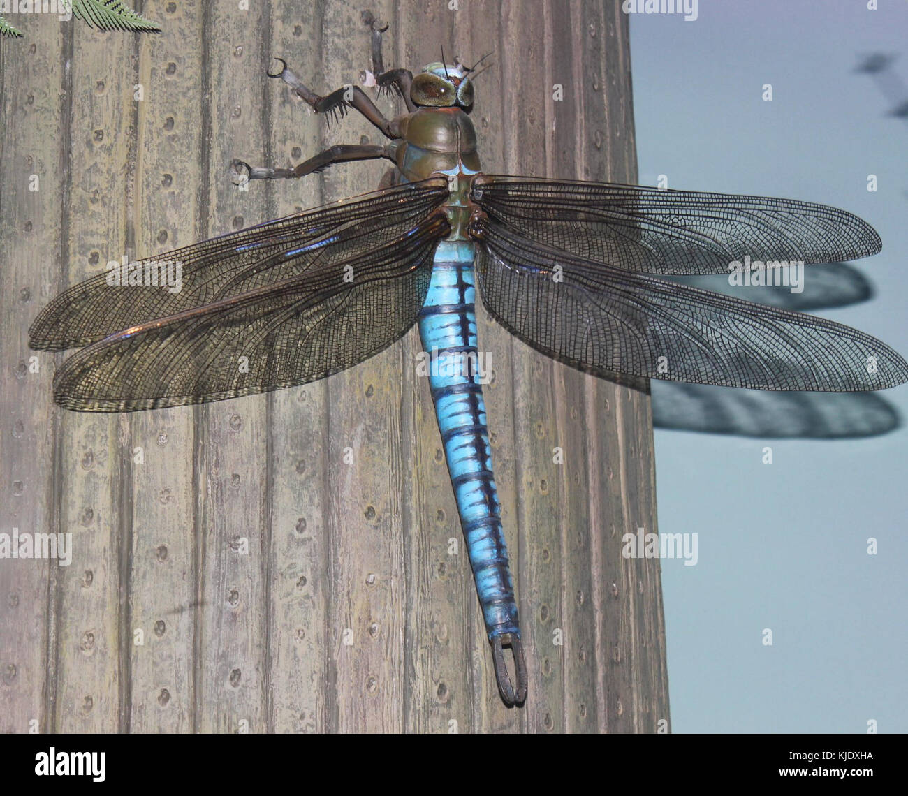 Gfp giant dragonfly meganeura Stock Photo