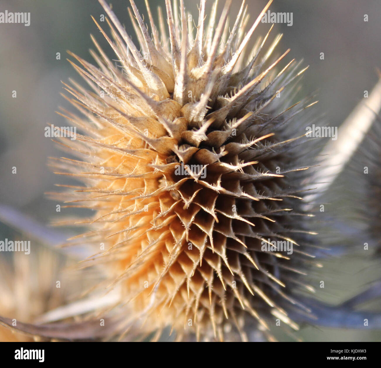 Gfp cut leaved teasel Stock Photo