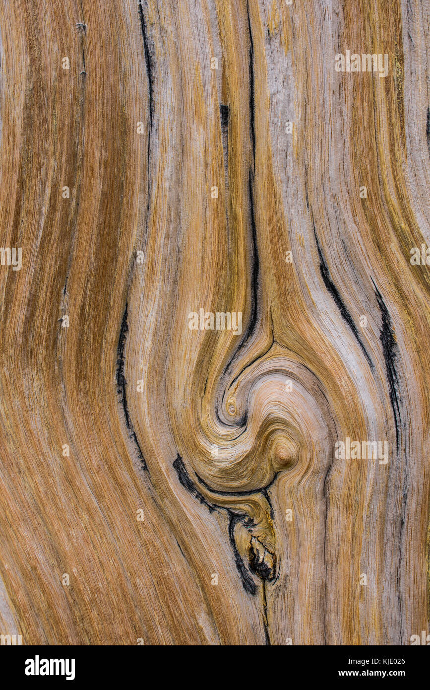 Bristlecone Pine tree, trunk detail, Mt Evans Wilderness Area, Colorado, USA by Bruce Montagne/Dembinsky Photo Assoc Stock Photo
