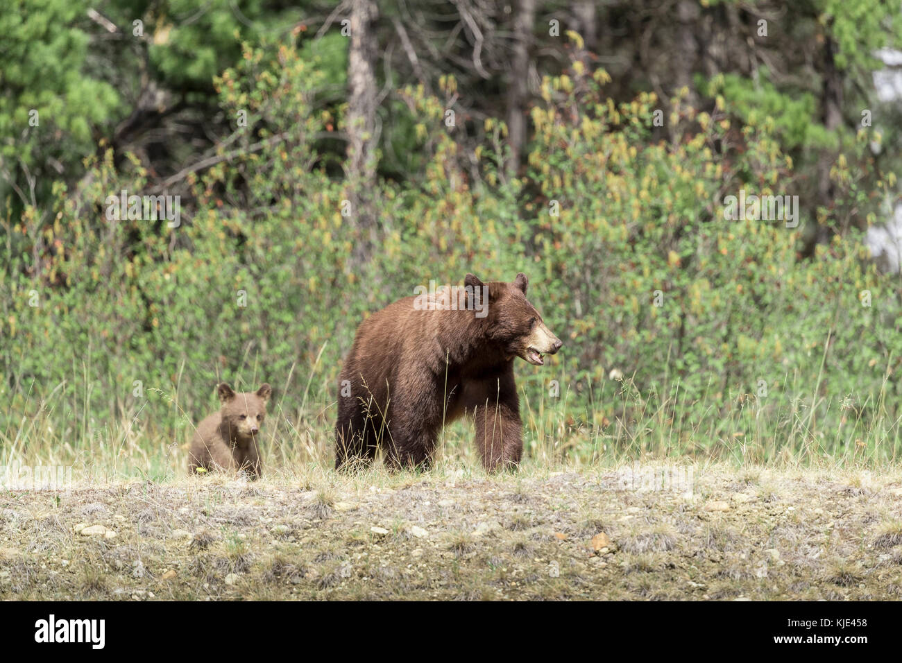 Black bear mama cub hi-res stock photography and images - Alamy
