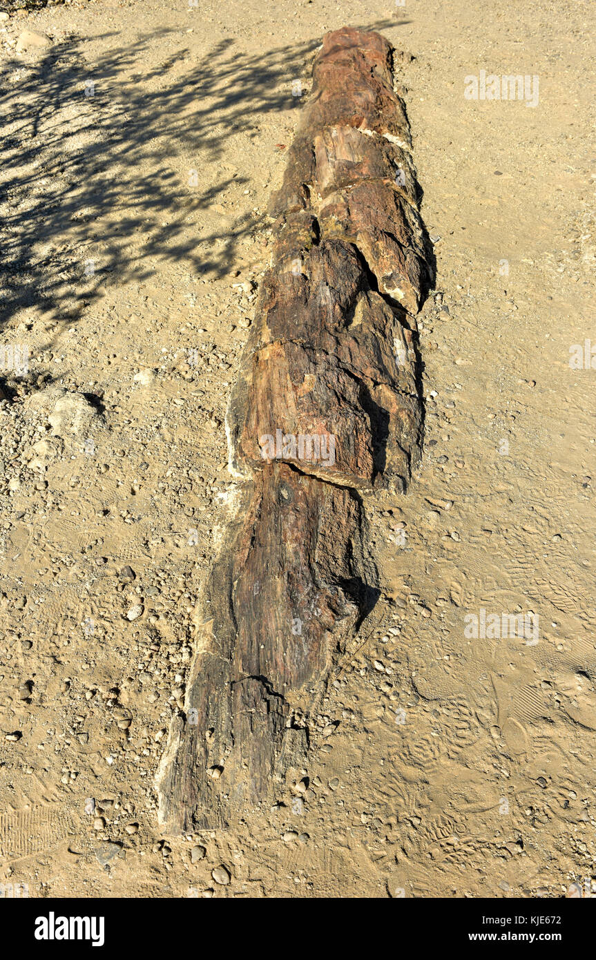 280 million years old Petrified forest, outside of Khorixas, Namibia. Stock Photo