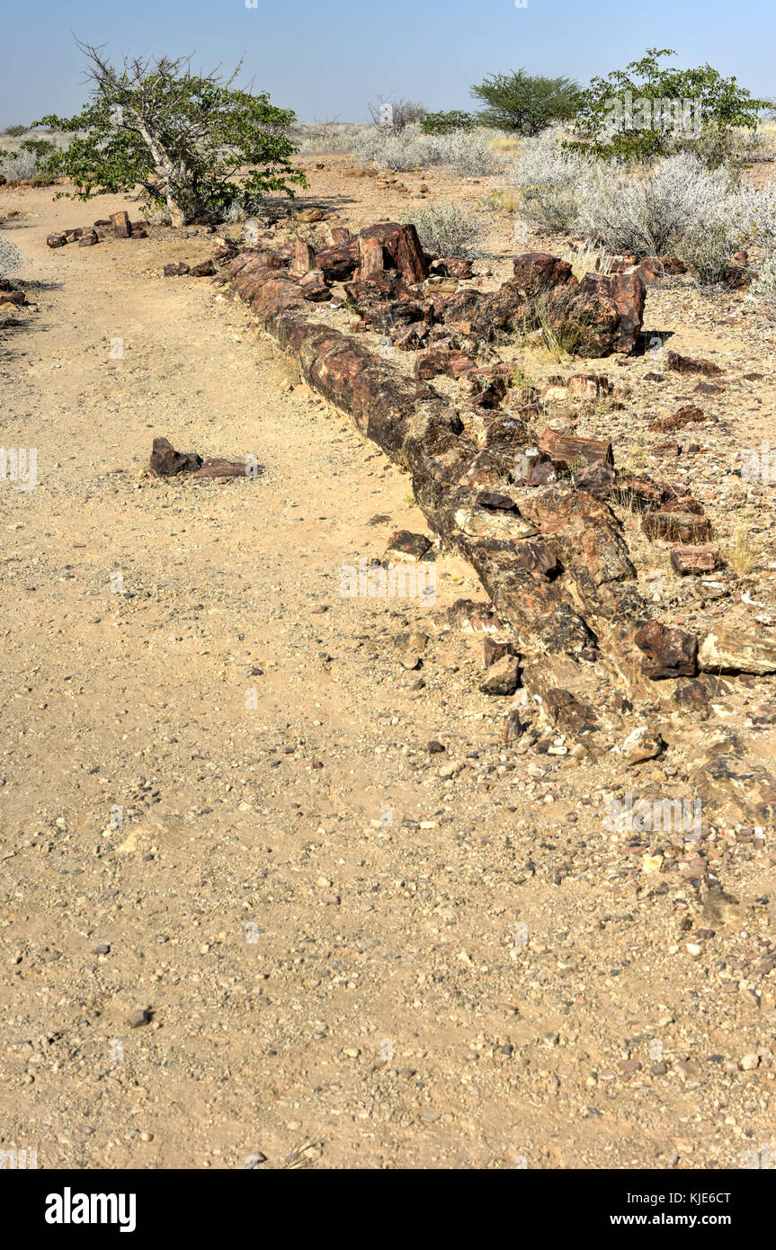 280 million years old Petrified forest, outside of Khorixas, Namibia. Stock Photo