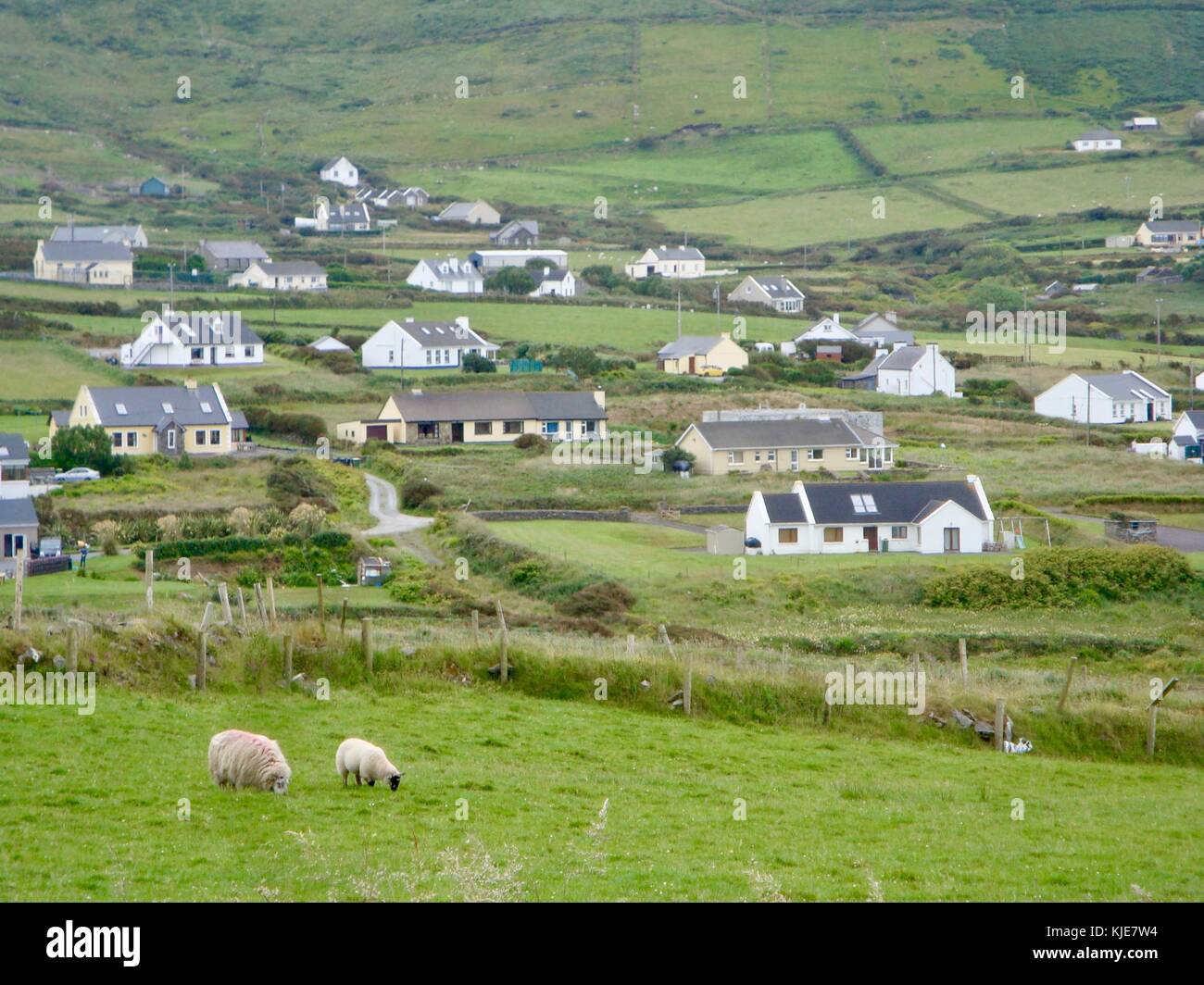 Sprawling Rural Country Landscape in Ireland with Houses and Sheep Stock Photo Alamy