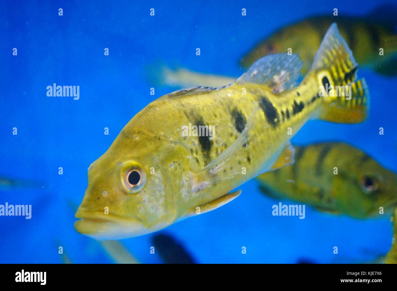 Brazil fish and duckbill crocodiles live together in the pool, swimming ...