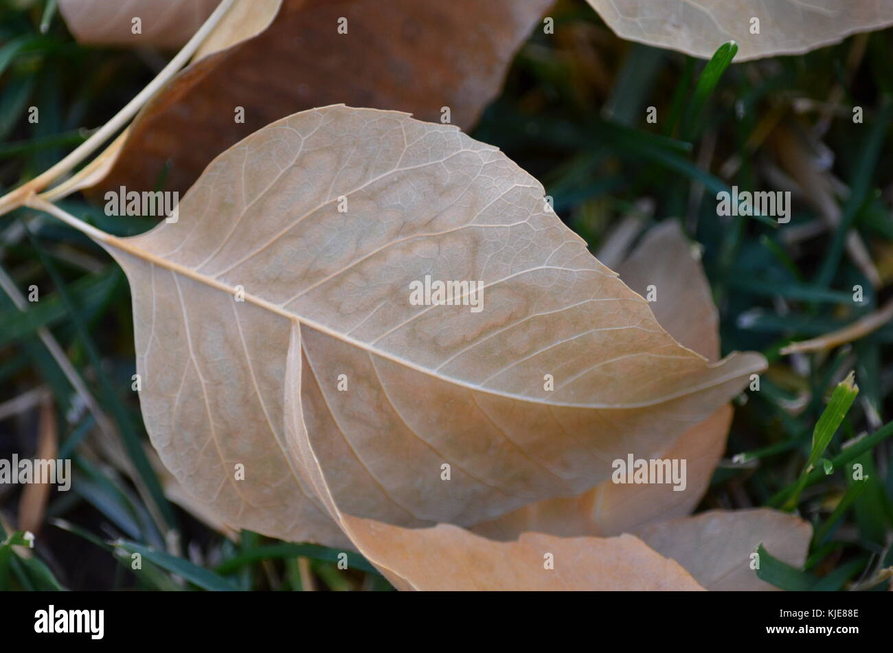 Close up picture of a fall leaf Stock Photo