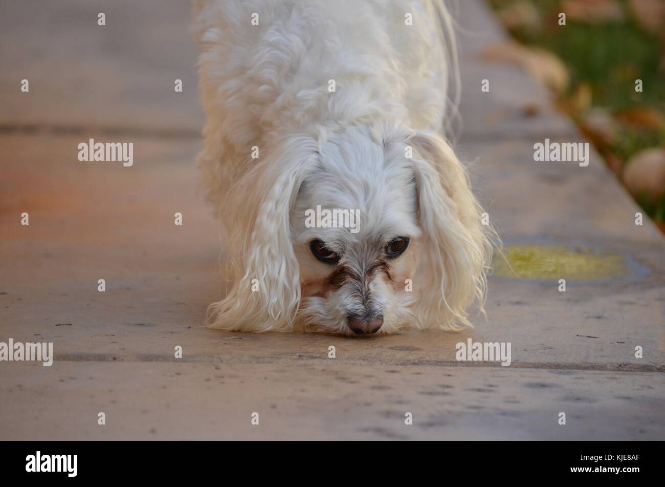 Little pure bred maltese dog on side walk in a back yard. Stock Photo