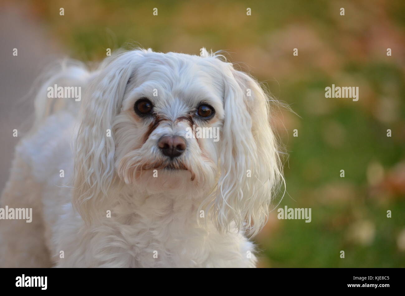 Little pure bred maltese dog on side walk in a back yard. Stock Photo